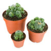 Lophophora Williamsii Peyote Kakteen kaufen
