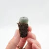 Lophophora Williamsii Sämling kaufen