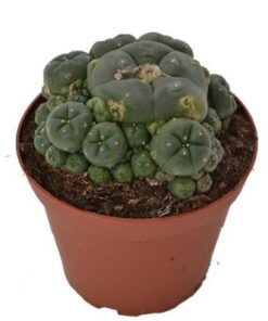 Lophophora Williamsii Kaufen