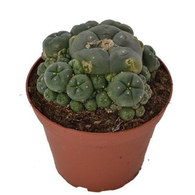 Lophophora Williamsii Kaufen