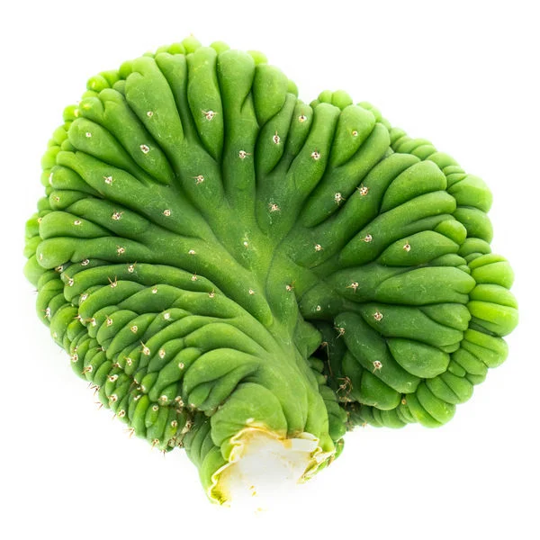 Crested San Pedro Kaktus kaufen