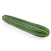 San Pedro XL Kaktus kaufen